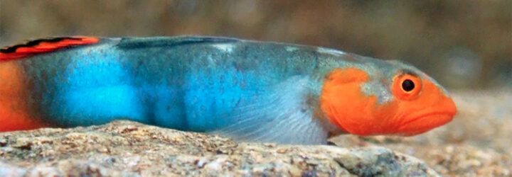 A blue and orange fish.