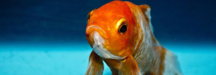A goldfish.