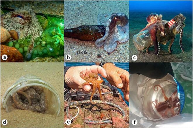 Several images of octopuses interacting with litter.