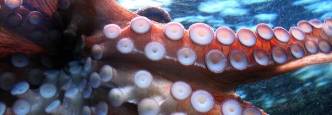 Octopus suction cups.
