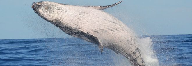 A whale emerging from the ocean.