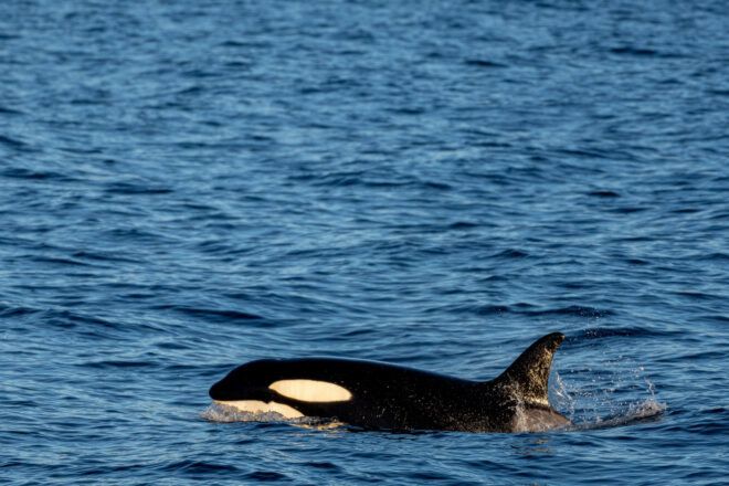 A whale emerging from the ocean.