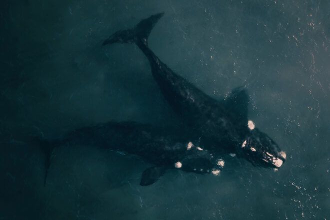 Two whales in water.