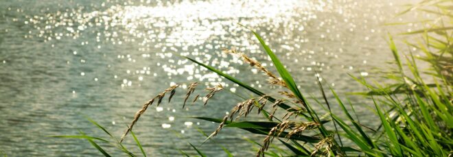 Some wheat reeds by a river