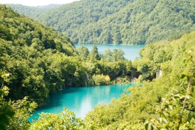 A body of water scenery filled with lush forest