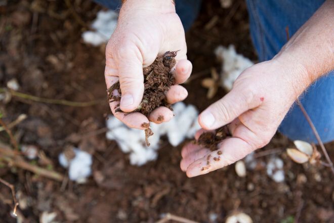 Two hands holding dirt in each hand with cotton plant underneath them