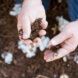 Two hands holding dirt in each hand with cotton plant underneath them