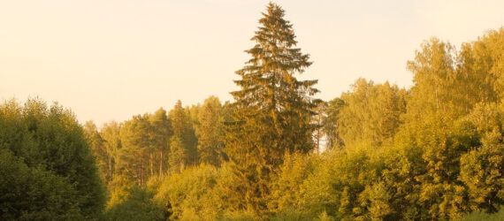 A forested landscape for conservation.