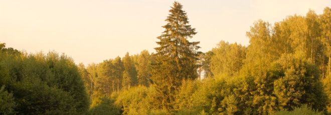 A forested landscape for conservation.