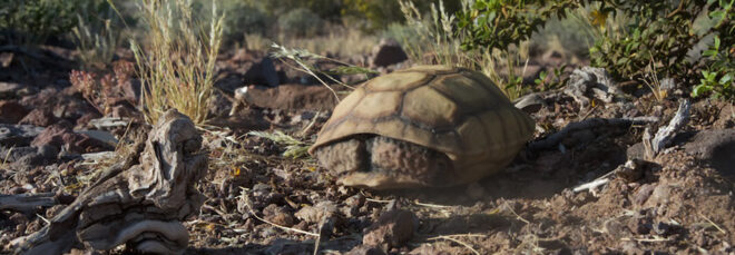An empty turtle shell sits in the middle of a desert area