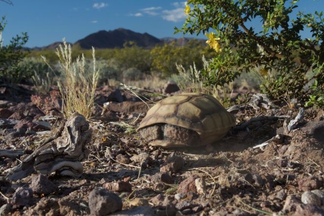An empty turtle shell sits in the middle of a desert area