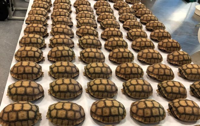 Rows and rows of turtle shells fill up a white table
