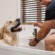 A dog with its mouth open to a man in a gray shirt both in a white bathtub