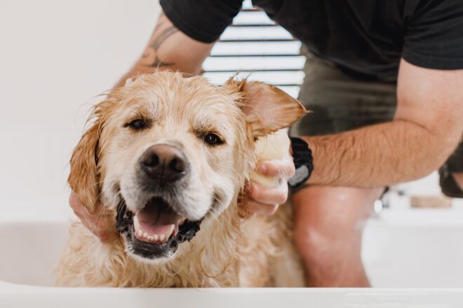 A golden retriever getting its ears scrubbed with a bar of soap in a white bathtub