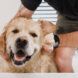 A golden retriever getting its ears scrubbed with a bar of soap in a white bathtub