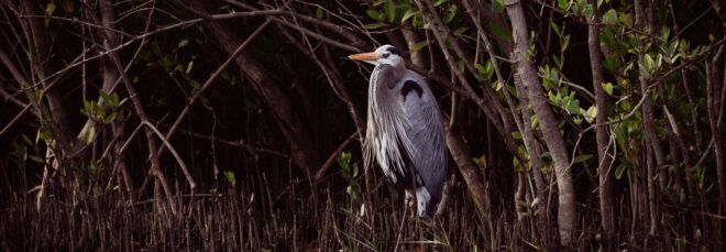 A gray bird for Audubon Day.