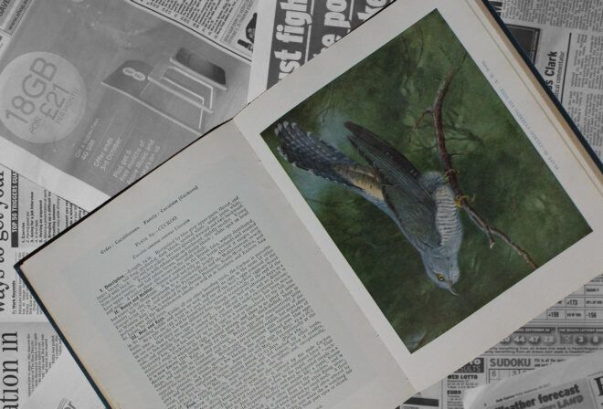 An open bird book for Audubon Day.