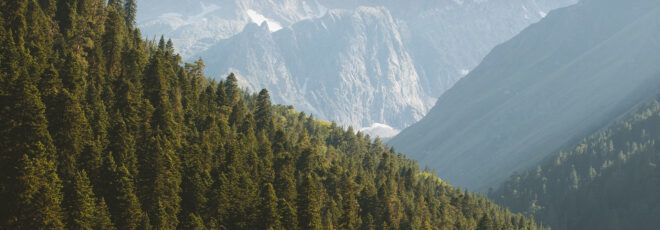 A mountain forest.