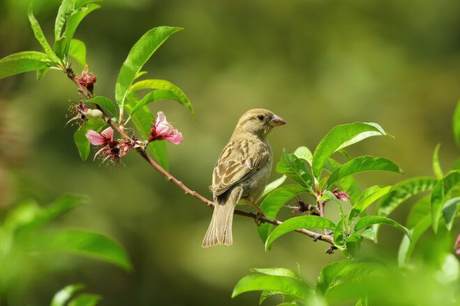 A bird on a branch.