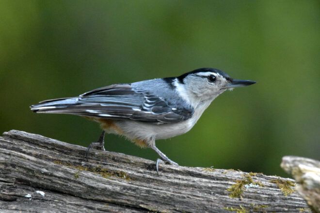 A gray and white bird.