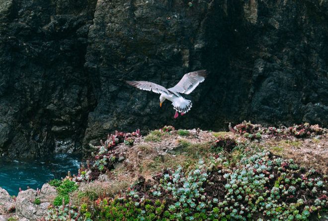 A flying bird.