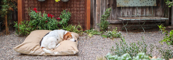 A dog sleeping on a tan pillow in the garden