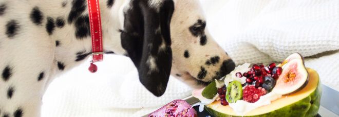 A Dalmatian sniffing vegan dog food.