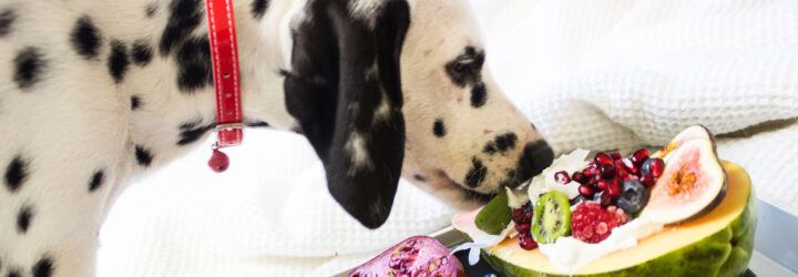 A Dalmatian sniffing vegan dog food.