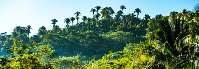 A jungle landscape filled with palm trees in the distant hill