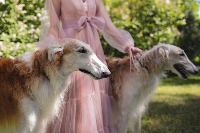 A person wearing a pink dress holding two dogs on either side