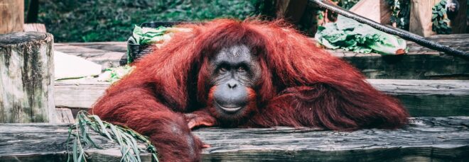 An orangutan laying on its stomach on a wooden flooring