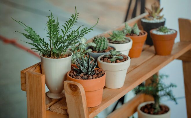 Various succulents in a pots on a wooden shelf