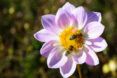 Two bees on a purple flower