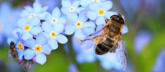 A bee on a blue flower