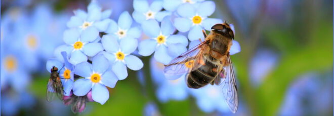 A bee on a blue flower