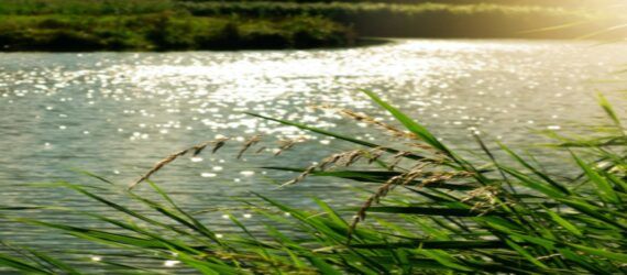 Rushes next to a waterway