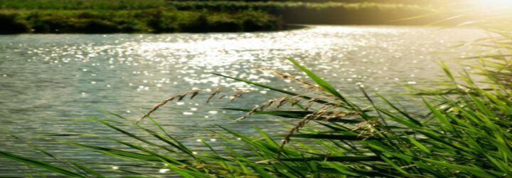 Rushes next to a waterway