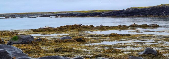 seagrass