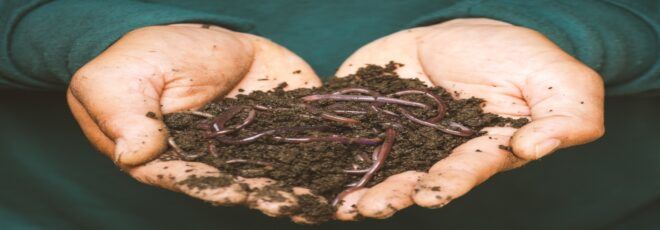 a gardener holding earthworms