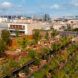 A green rooftop filled with plants