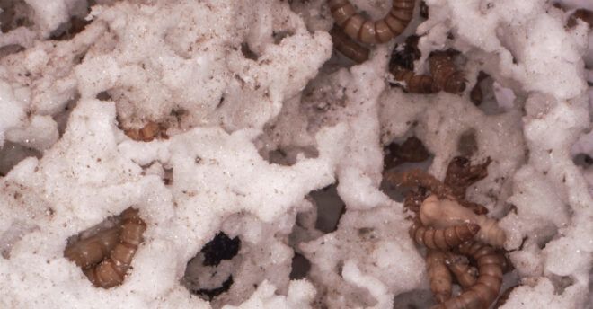 An up-close photo of mealworms eating plastic