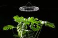 A light ring hovering above a plant