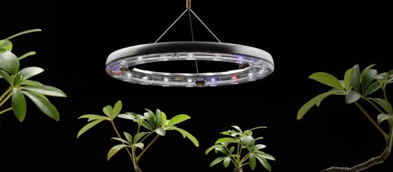 A light ring hovering above multiple green plants