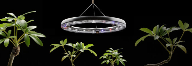 A light ring hovering above multiple green plants