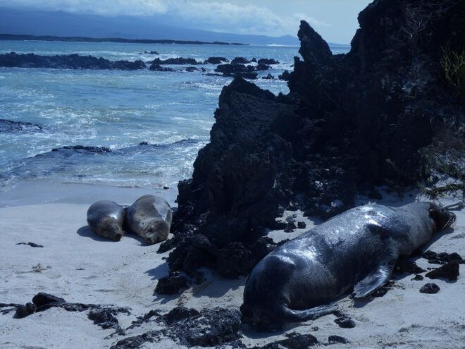 A seal laying on the sand beside an ocean