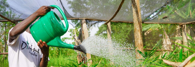 Man in a "Divine Bamboo" tshirt watering bamboo seedlings in a nursery