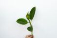 A hand holding on to a stem of leaves