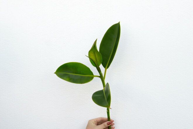A hand holding on to a stem of leaves