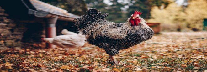 a farm chicken