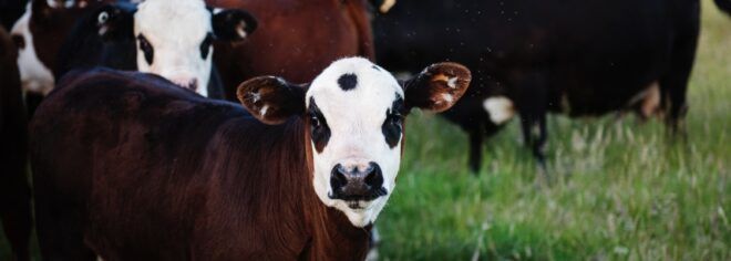 cows